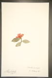 Camellia sasanqua RCPGdnHerbarium (77).JPG